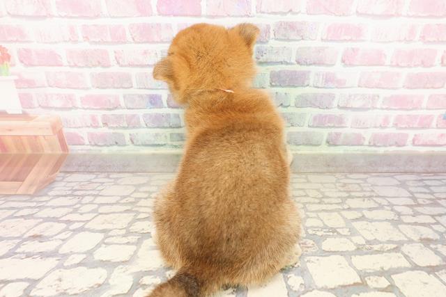 新潟県の柴犬(標準サイズ) (Coo&RIKUイオンモール新発田店/2025年7月28日生まれ/女の子/赤)の子犬の4枚目の画像