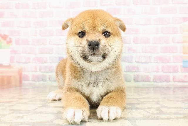 広島県の柴犬(標準サイズ) (Coo&RIKU福山店/2025年7月28日生まれ/女の子/赤)の子犬の1枚目の画像