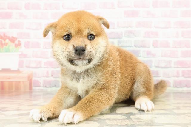 広島県の柴犬(標準サイズ) (Coo&RIKU福山店/2025年7月28日生まれ/女の子/赤)の子犬の2枚目の画像