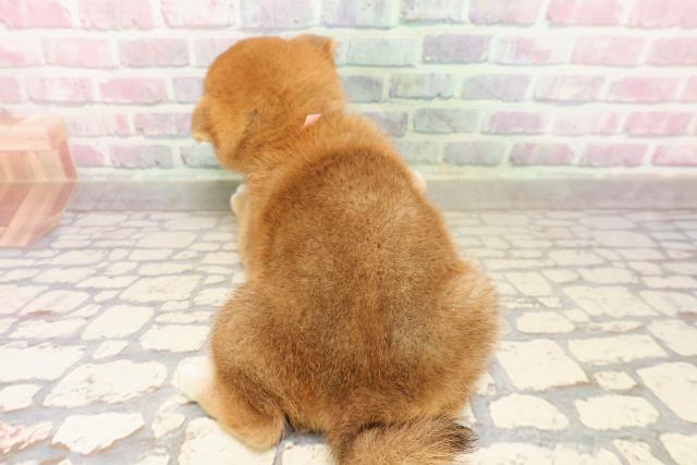 広島県の柴犬(標準サイズ) (Coo&RIKU福山店/2025年7月28日生まれ/女の子/赤)の子犬の4枚目の画像