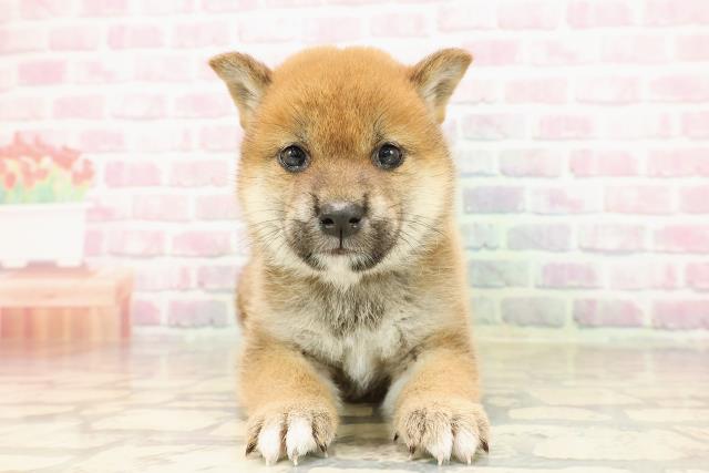 北海道の柴犬(標準サイズ) (Coo&RIKU札幌東店/2025年7月28日生まれ/女の子/赤)の子犬の1枚目の画像