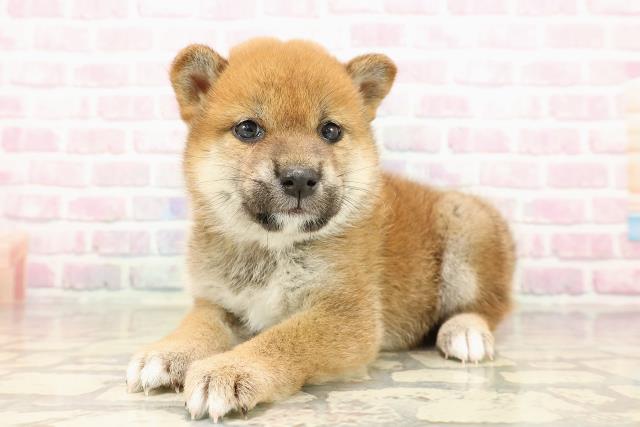 北海道の柴犬(標準サイズ) (Coo&RIKU札幌東店/2025年7月28日生まれ/女の子/赤)の子犬の2枚目の画像