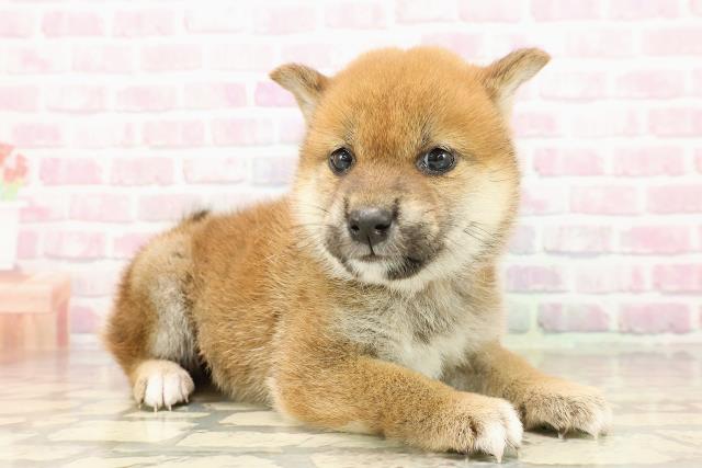 北海道の柴犬(標準サイズ) (Coo&RIKU札幌東店/2025年7月28日生まれ/女の子/赤)の子犬の3枚目の画像