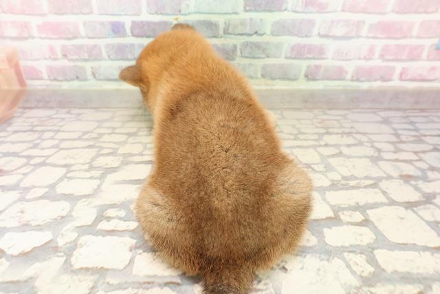 北海道の柴犬(標準サイズ) (Coo&RIKU札幌東店/2025年7月28日生まれ/女の子/赤)の子犬の4枚目の画像