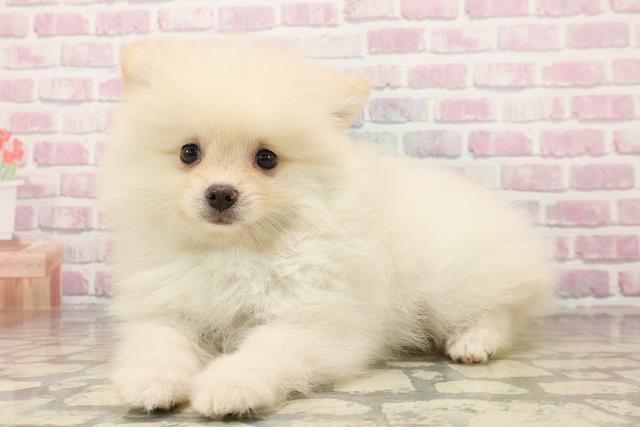 北海道のポメラニアン (Coo&RIKU函館店/2025年7月25日生まれ/男の子/クリーム)の子犬の2枚目の画像