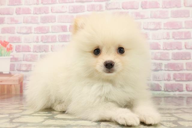 北海道のポメラニアン (Coo&RIKU函館店/2025年7月25日生まれ/男の子/クリーム)の子犬の3枚目の画像
