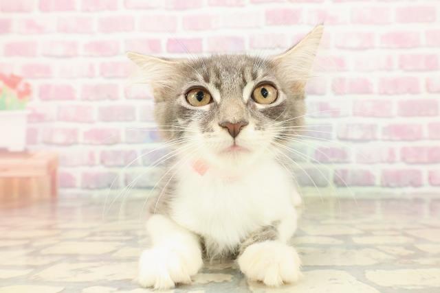 福島県のメインクーン (Coo&RIKUいわき店/2025年6月15日生まれ/女の子/ブルーホワイト)の子猫の1枚目の画像