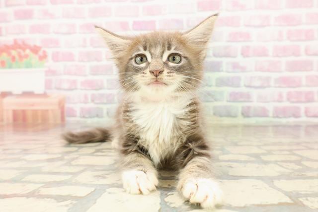 沖縄県のメインクーン (Coo&RIKUイオン北谷店/2025年7月26日生まれ/女の子/ブルーホワイト)の子猫の1枚目の画像