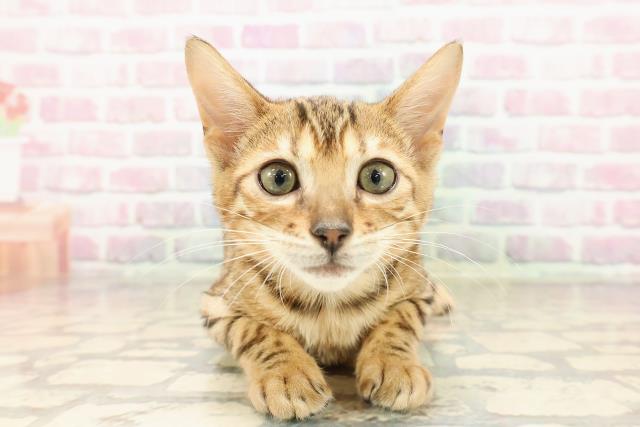 東京都のベンガル (Coo&RIKU阿佐ヶ谷店/2025年7月25日生まれ/女の子/ブラウンスポットタビー)の子猫の1枚目の画像