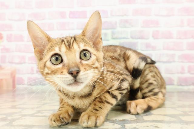 東京都のベンガル (Coo&RIKU阿佐ヶ谷店/2025年7月25日生まれ/女の子/ブラウンスポットタビー)の子猫の2枚目の画像
