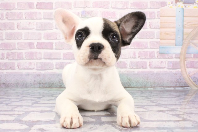 京都府のフレンチブルドッグ (Coo&RIKU京都店/2025年7月21日生まれ/男の子/パイド)の子犬の1枚目の画像
