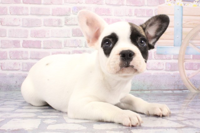 京都府のフレンチブルドッグ (Coo&RIKU京都店/2025年7月21日生まれ/男の子/パイド)の子犬の2枚目の画像