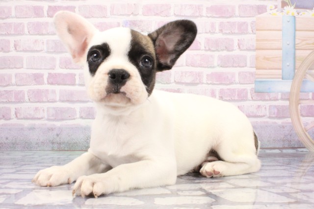 京都府のフレンチブルドッグ (Coo&RIKU京都店/2025年7月21日生まれ/男の子/パイド)の子犬の3枚目の画像