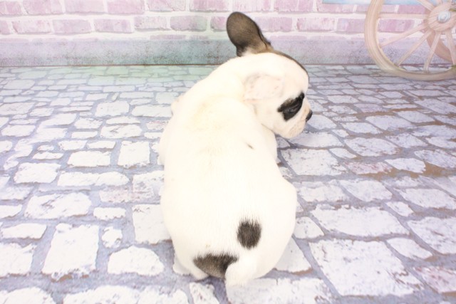 京都府のフレンチブルドッグ (Coo&RIKU京都店/2025年7月21日生まれ/男の子/パイド)の子犬の4枚目の画像