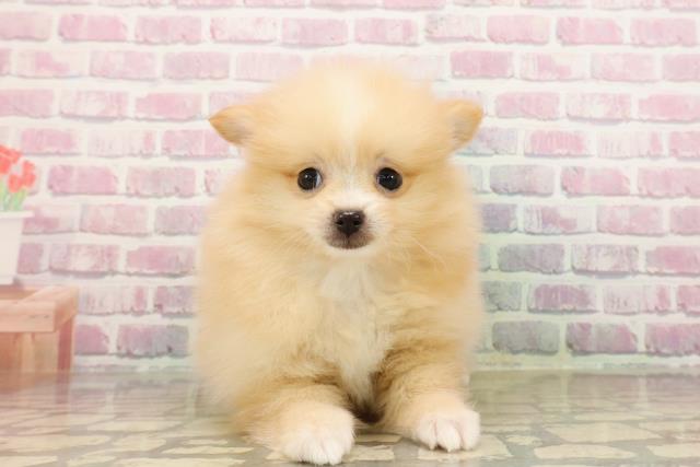 北海道のポメラニアン (Coo&RIKU札幌東店/2025年7月23日生まれ/女の子/クリームホワイト)の子犬の1枚目の画像