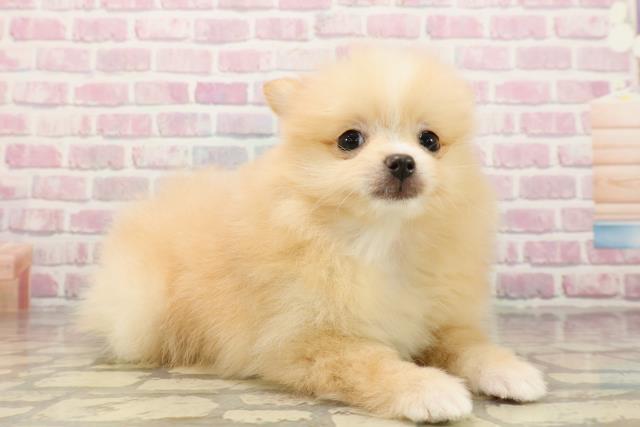 北海道のポメラニアン (Coo&RIKU札幌東店/2025年7月23日生まれ/女の子/クリームホワイト)の子犬の3枚目の画像