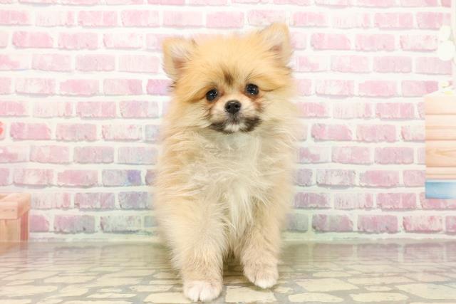 秋田県のポメラニアン (Coo&RIKU秋田店/2025年7月24日生まれ/男の子/オレンジ)の子犬の1枚目の画像