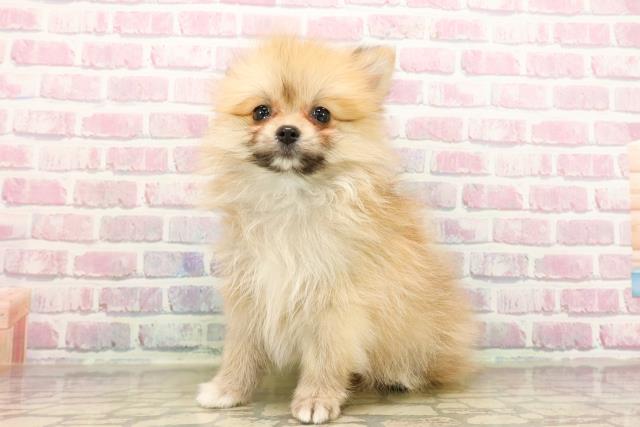 秋田県のポメラニアン (Coo&RIKU秋田店/2025年7月24日生まれ/男の子/オレンジ)の子犬の2枚目の画像
