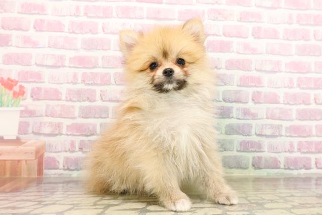 秋田県のポメラニアン (Coo&RIKU秋田店/2025年7月24日生まれ/男の子/オレンジ)の子犬の3枚目の画像