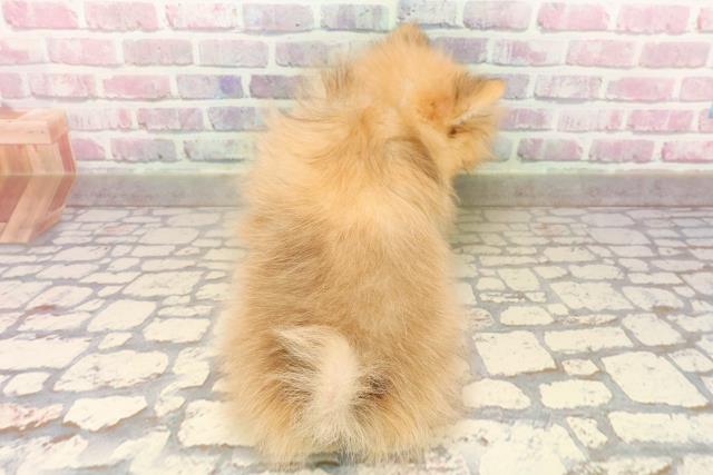 秋田県のポメラニアン (Coo&RIKU秋田店/2025年7月24日生まれ/男の子/オレンジ)の子犬の4枚目の画像