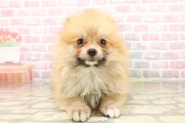 山口県のポメラニアン (Coo&RIKUサンパークあじす店/2025年7月24日生まれ/男の子/オレンジ)の子犬の1枚目の画像
