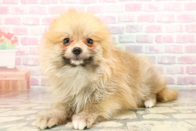 山口県のポメラニアン (Coo&RIKUサンパークあじす店/2025年7月24日生まれ/男の子/オレンジ)の子犬の2枚目の画像
