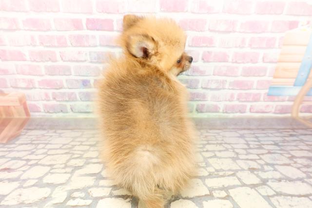 山口県のポメラニアン (Coo&RIKUサンパークあじす店/2025年7月24日生まれ/男の子/オレンジ)の子犬の4枚目の画像