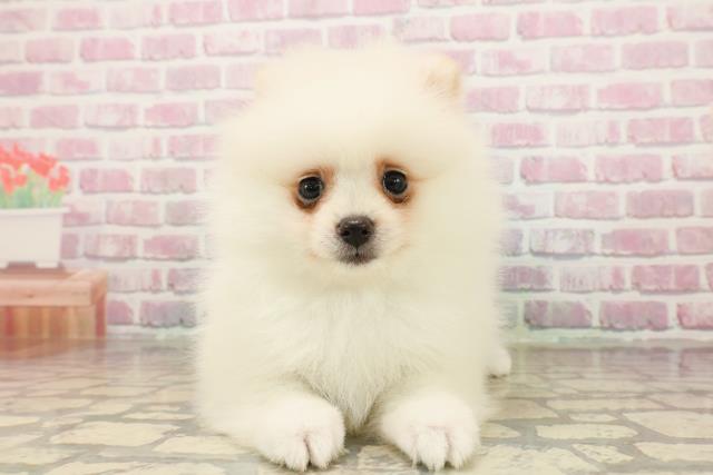 千葉県のポメラニアン (Coo&RIKU東船橋店/2025年7月29日生まれ/女の子/クリーム)の子犬の1枚目の画像
