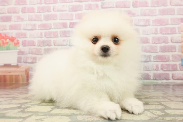 千葉県のポメラニアン (Coo&RIKU東船橋店/2025年7月29日生まれ/女の子/クリーム)の子犬の3枚目の画像