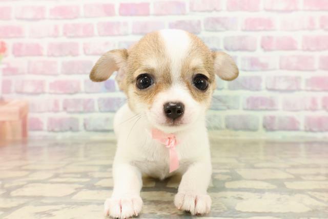 北海道のチワワ(スムース) (Coo&RIKU函館店/2025年7月29日生まれ/女の子/フォーンホワイト)の子犬の1枚目の画像