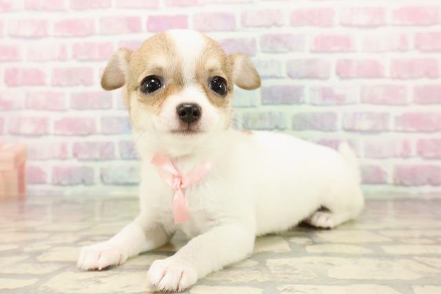 北海道のチワワ(スムース) (Coo&RIKU函館店/2025年7月29日生まれ/女の子/フォーンホワイト)の子犬の2枚目の画像