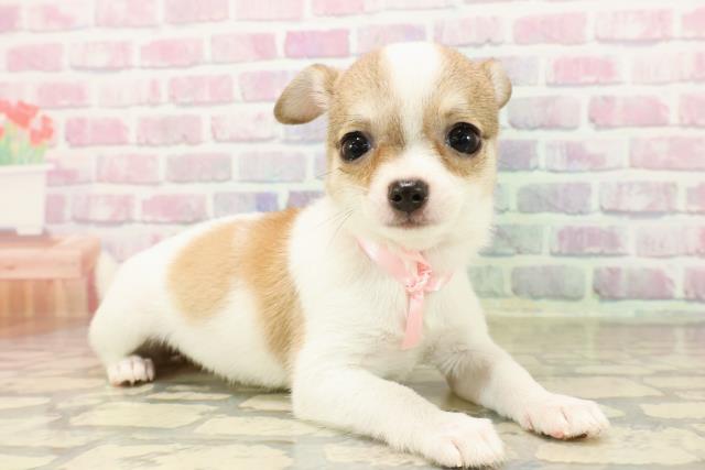 北海道のチワワ(スムース) (Coo&RIKU函館店/2025年7月29日生まれ/女の子/フォーンホワイト)の子犬の3枚目の画像