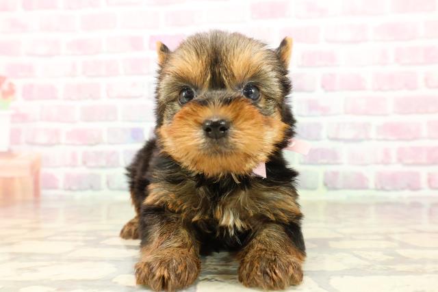 東京都のヨークシャーテリア (Coo&RIKU高円寺店/2025年7月28日生まれ/女の子/スチールブルータン)の子犬の1枚目の画像