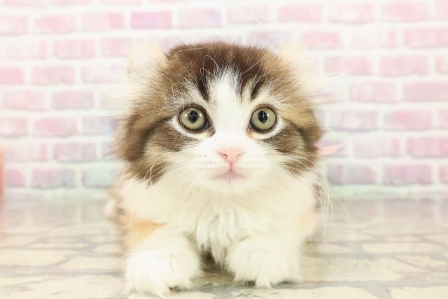 群馬県のアメリカンカール (Coo&RIKU伊勢崎店/2025年7月28日生まれ/女の子/キャリコ)の子猫の1枚目の画像