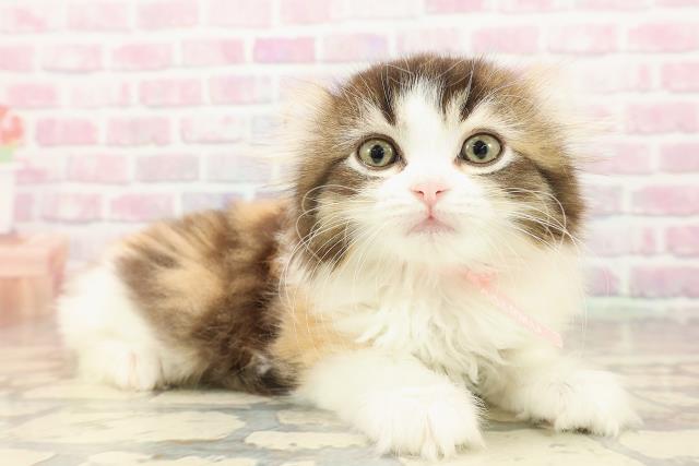 群馬県のアメリカンカール (Coo&RIKU伊勢崎店/2025年7月28日生まれ/女の子/キャリコ)の子猫の3枚目の画像