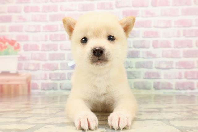 東京都の豆柴 (Coo&RIKU三軒茶屋店/2025年7月29日生まれ/男の子/白)の子犬の1枚目の画像