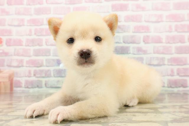 東京都の豆柴 (Coo&RIKU三軒茶屋店/2025年7月29日生まれ/男の子/白)の子犬の2枚目の画像