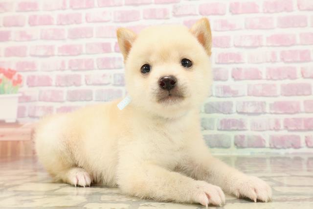 東京都の豆柴 (Coo&RIKU三軒茶屋店/2025年7月29日生まれ/男の子/白)の子犬の3枚目の画像