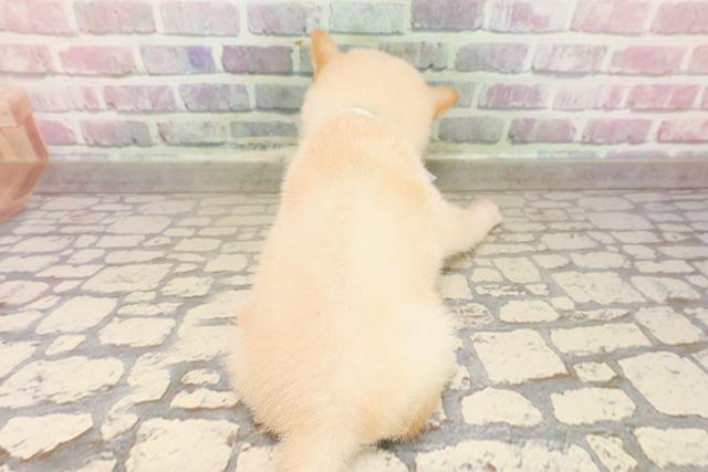 東京都の豆柴 (Coo&RIKU三軒茶屋店/2025年7月29日生まれ/男の子/白)の子犬の4枚目の画像
