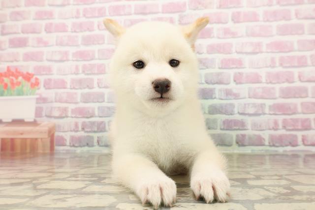 山梨県の柴犬(標準サイズ) (Coo&RIKU甲府昭和通り店/2025年7月29日生まれ/男の子/白)の子犬の1枚目の画像