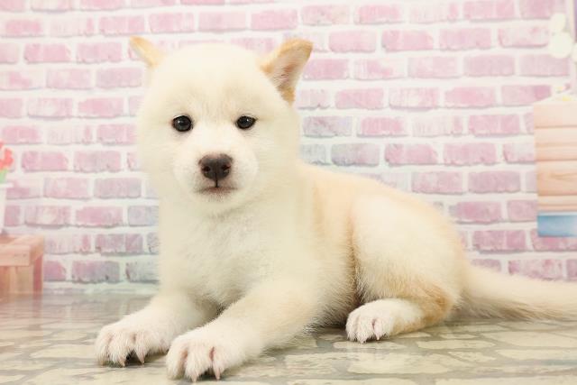 山梨県の柴犬(標準サイズ) (Coo&RIKU甲府昭和通り店/2025年7月29日生まれ/男の子/白)の子犬の2枚目の画像