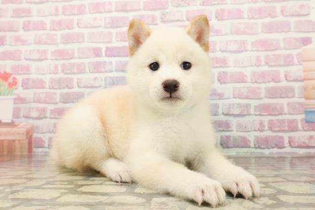 山梨県の柴犬(標準サイズ) (Coo&RIKU甲府昭和通り店/2025年7月29日生まれ/男の子/白)の子犬の3枚目の画像