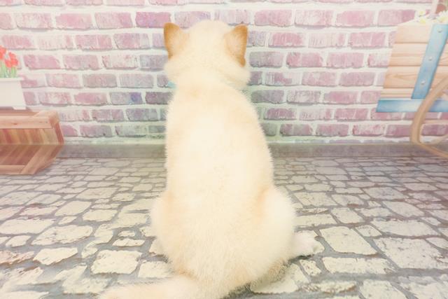 山梨県の柴犬(標準サイズ) (Coo&RIKU甲府昭和通り店/2025年7月29日生まれ/男の子/白)の子犬の4枚目の画像