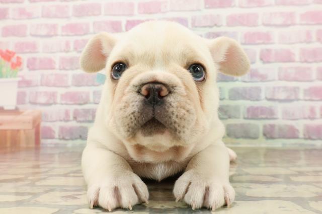 東京都のフレンチブルドッグ (Coo&RIKU三軒茶屋店/2025年7月28日生まれ/男の子/クリーム)の子犬の1枚目の画像
