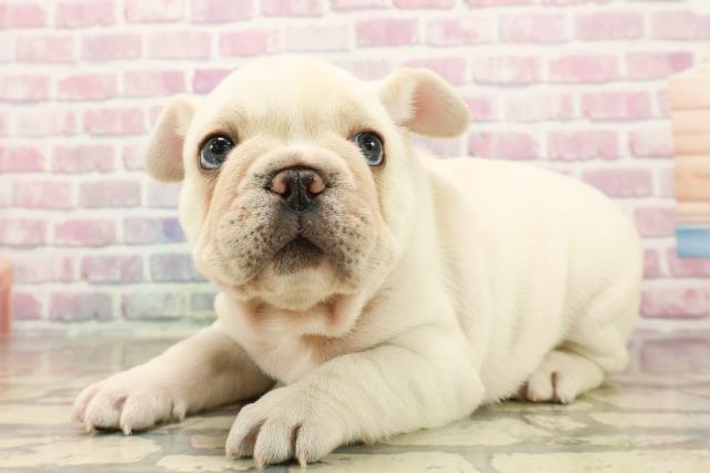 東京都のフレンチブルドッグ (Coo&RIKU三軒茶屋店/2025年7月28日生まれ/男の子/クリーム)の子犬の2枚目の画像