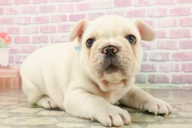 東京都のフレンチブルドッグ (Coo&RIKU三軒茶屋店/2025年7月28日生まれ/男の子/クリーム)の子犬の3枚目の画像