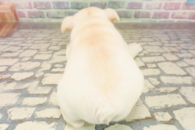 東京都のフレンチブルドッグ (Coo&RIKU三軒茶屋店/2025年7月28日生まれ/男の子/クリーム)の子犬の4枚目の画像
