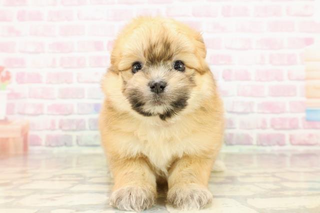 群馬県のポメビション(ポメラニアン×ビションフリーゼ) (Coo&RIKU前橋店/2025年7月26日生まれ/女の子/オレンジ)の子犬の1枚目の画像