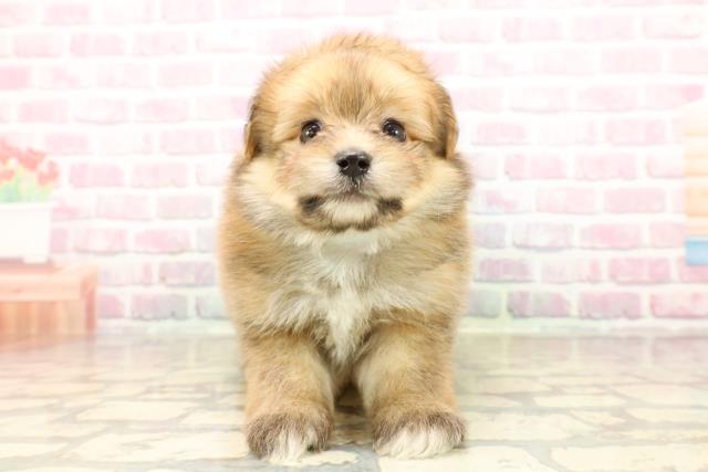 東京都のポメビション(ポメラニアン×ビションフリーゼ) (Coo&RIKU新宿三丁目店/2025年7月26日生まれ/男の子/オレンジ)の子犬の1枚目の画像
