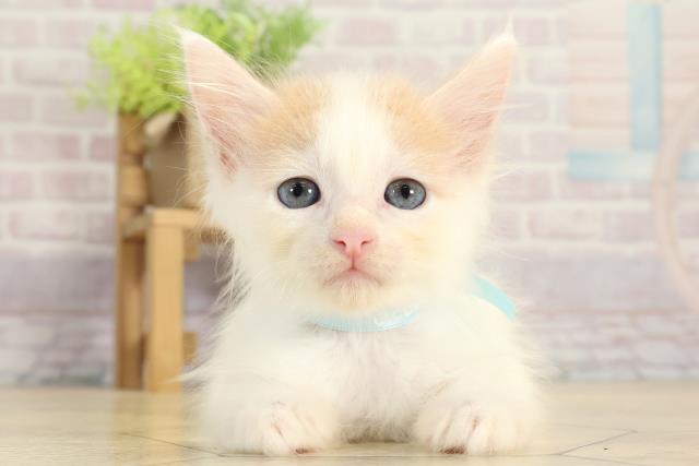 愛知県のメインクーン (Coo&RIKU名古屋みなと店/2025年7月27日生まれ/男の子/クリームタビーホワイト)の子猫の1枚目の画像